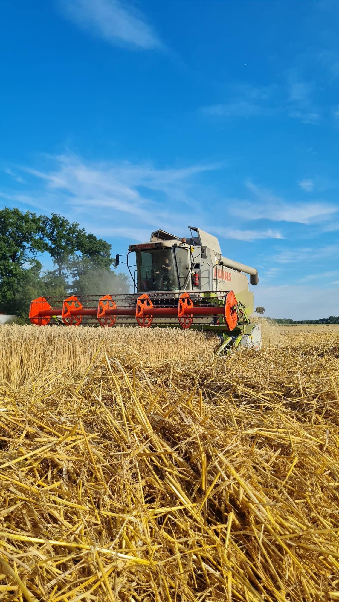 Mähdrescher erntet Weizenfeld, hellgrau und rot, Baumreihe im Hintergrund unter blauem Himmel.