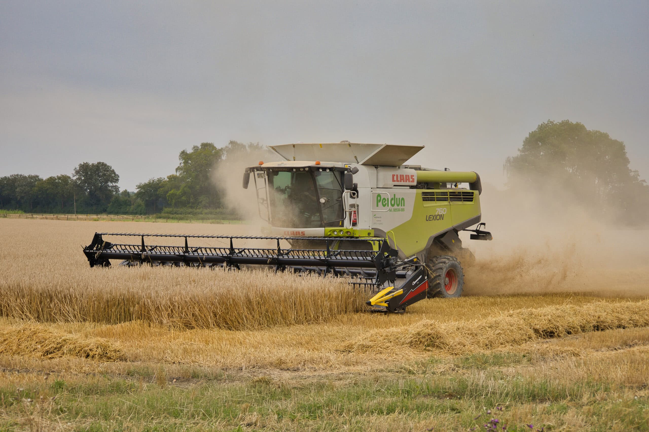 Ein Mähdrescher erntet ein Weizenfeld, wirbelt Staub auf, unter bewölktem Himmel.